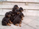 New Litter